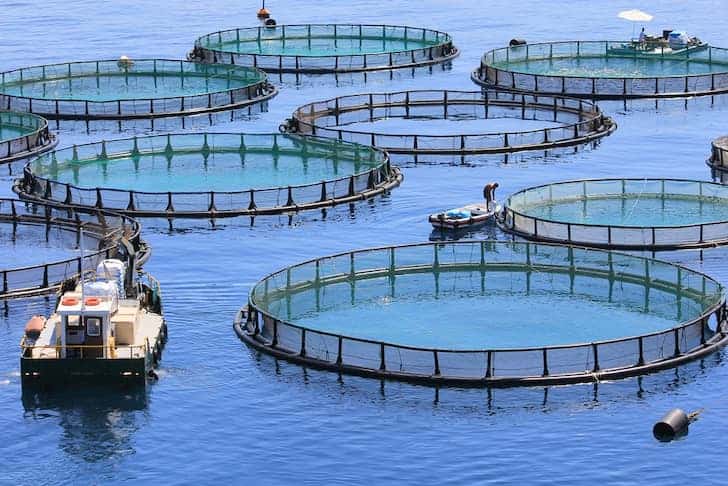 An offshore aquaculture fish farm with multiple circular floating pens used for sustainable seafood production. Equipped with underwater monitoring systems, these facilities rely on high-resolution subsea cameras for environmental monitoring, biomass assessment, and fish health analysis.