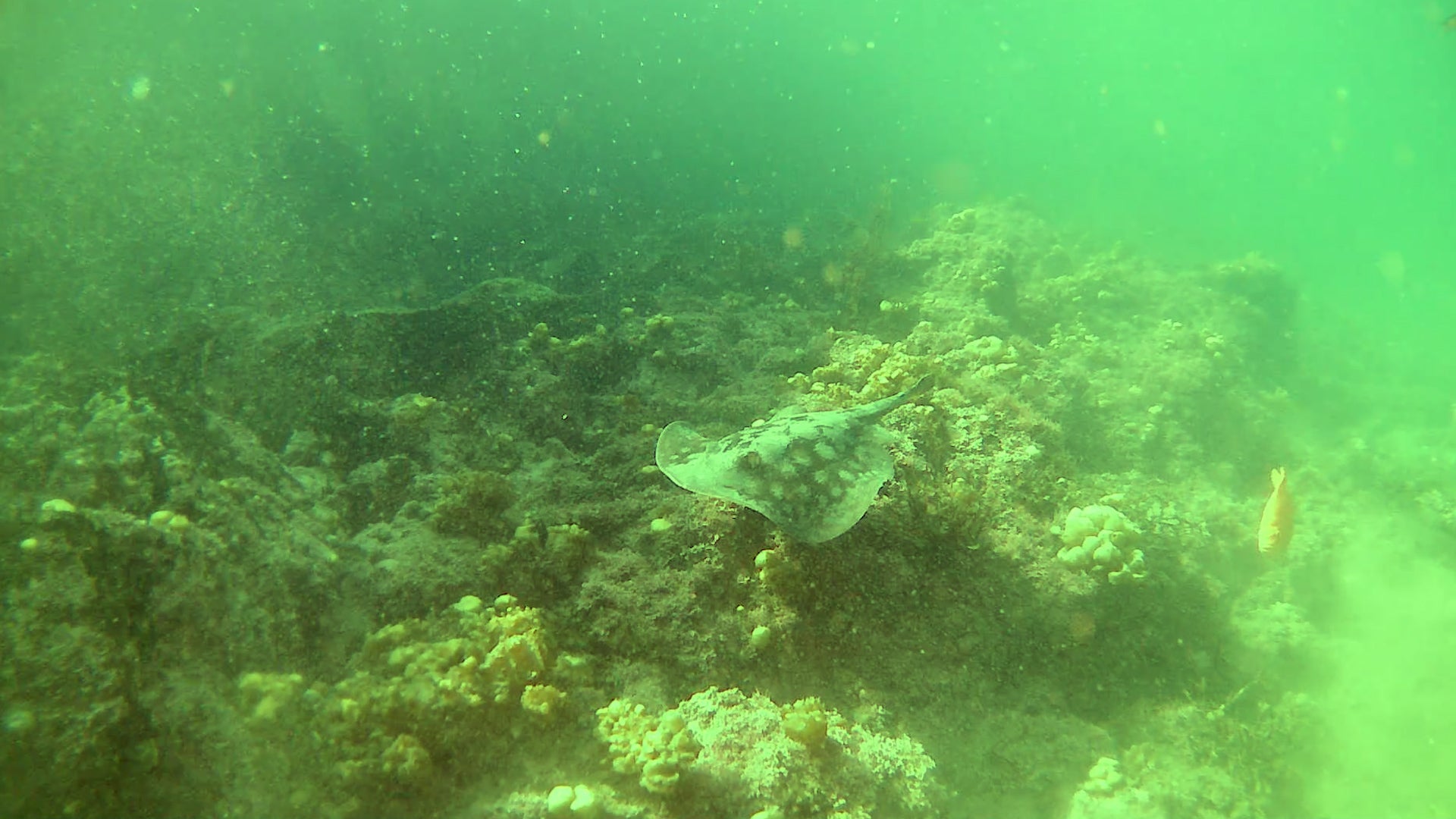 Underwater footage captured with a standard industry ROV camera, showing a stingray swimming over a coral reef in uncorrected, green-tinted waters. Unlike DWE’s exploreHD cameras, which feature AI-driven color correction, traditional subsea imaging often suffers from poor visibility and color distortion.